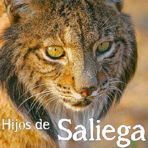 Saliega´s lineage, the return of the iberian lynx